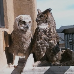 Owl cam pic2