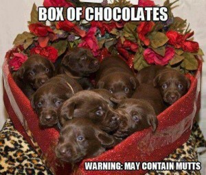 Box of Choclates - brown labs copy