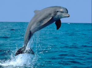 Dolphin Leap