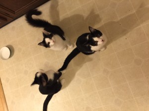 3_Kittens_Sitting