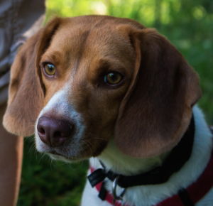 Darwin dog stopped pulling on leash