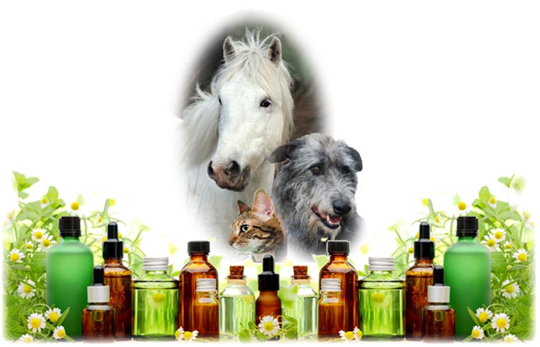 dog cat horse oils lrg
