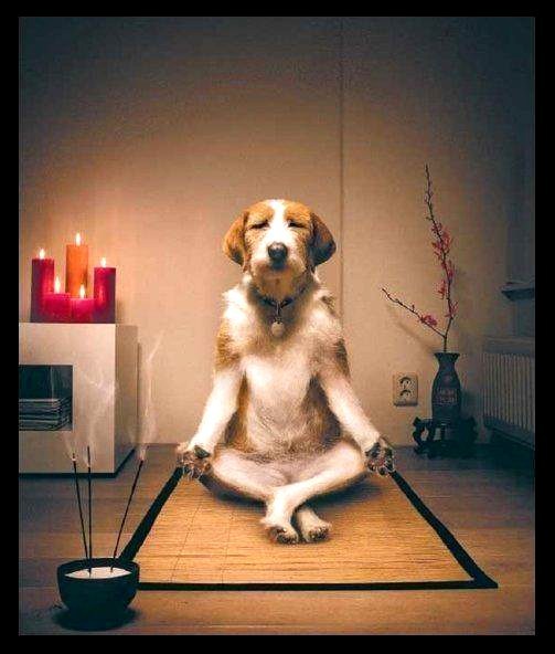 dog inner calm 2