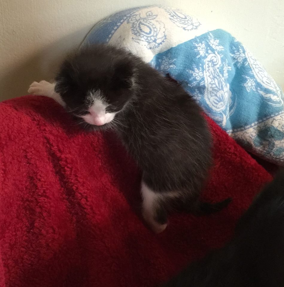 one kitten climbing couch