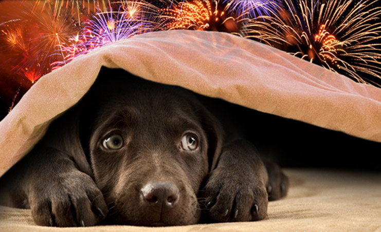 puppy scared fireworks