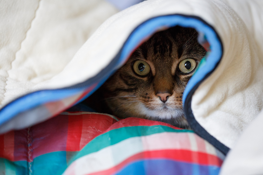 cat scared under blanket